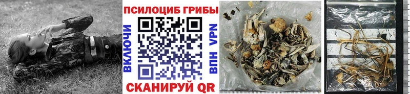 Купить  Карталы  Псилоцибиновые грибы Psilocybe 